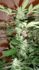 Auto White Widow by Power.P 002.jpg