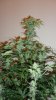 Auto White Widow by Power.P 003.jpg
