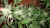 Auto White Widow by Power.P 004.jpg