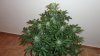 Auto White Widow by Power.P 005.jpg