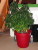 DSCF4218.jpg