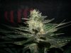 BLUE DREAM 2_12-26-13 2.jpg