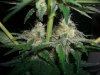 BLUE DREAM 2_12-26-13 3.jpg