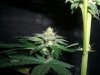 BLUE DREAM 2_12-26-13 4.jpg