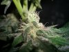 BLUE DREAM 3_12-26-13 2.jpg
