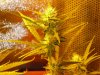 CreamMandarineAutoGrow 051.jpg