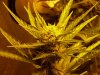 CreamMandarineAutoGrow 052.jpg