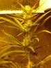 CreamMandarineAutoGrow 053.jpg