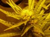 CreamMandarineAutoGrow 054.jpg