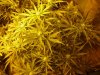 CreamMandarineAutoGrow 059.jpg