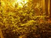 CreamMandarineAutoGrow 057.jpg