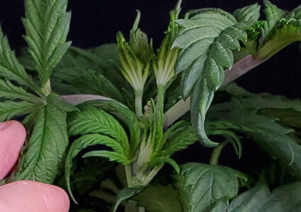 LemonZ.1_day26_topped.jpg