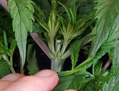 LemonZ.2_day26_topped.jpg