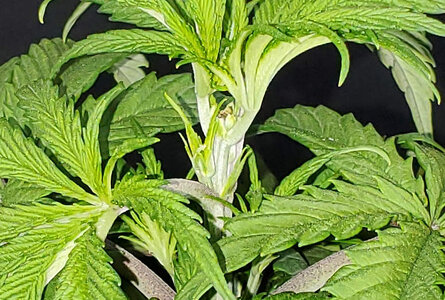 LemonZ.3_day26_topped.jpg
