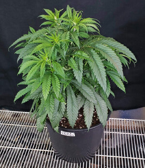 LemonZ.1_day33.jpg
