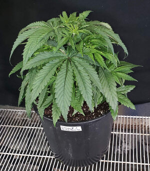 LemonZ.3_day33.jpg