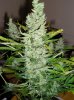 Harvest SR#1  01-02-14 Week #11 002.jpg