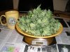 Harvest SR#1  01-02-14 Week #11 007.jpg
