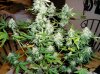 Harvest NL#2 Week 11 01-02-14 002.jpg