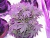 purp kush 003.jpg purp kush 003.jpg