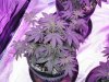 purp kush 004.jpg purp kush 004.jpg
