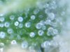 Day 60 microscope shots (3).jpg