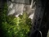 AutoGrow#2week6d3 016.jpg