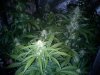 AutoGrow#2week6d3 022.jpg