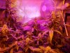AutoGrow#2week6d3 033.jpg