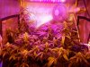 AutoGrow#2week6d3 036.jpg