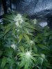 AutoGrow#2week6d3 031.jpg