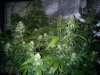 AutoGrow#2week6d3 136.jpg