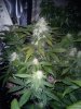 AutoGrow#2week6d3 170.jpg