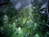 AutoGrow#2week6d3 152.jpg