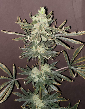 LemonZ.2_day89_cola.jpg