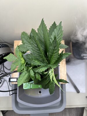 IMG_0525.jpeg