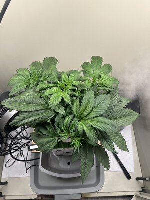 IMG_0575.jpeg