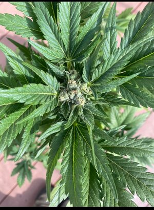 Mephisto Genetics Appletizer by KingRatt