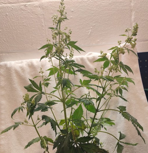 sativa3.png