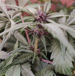 indica3.png