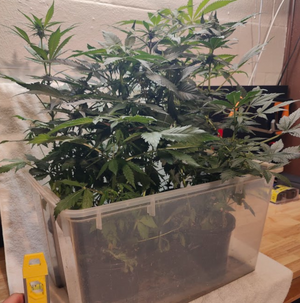 indica4.png