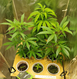 LemonZ_clones.6-9.jpg