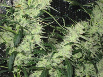 ogkush.JPG
