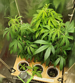 LemonZ_clones_6-9.jpg