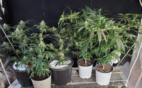 LemonZ_clones_1-5.jpg