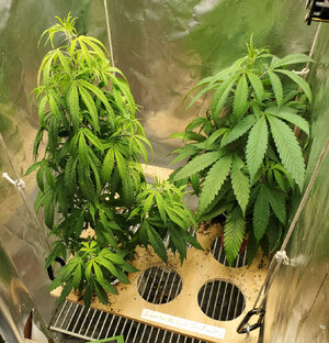 LemonZ_clones_8-9.jpg