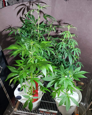 LemonZ_clones 6-7_PermanentMarker_1-2.jpg
