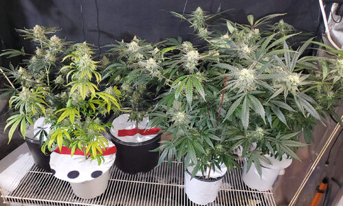LemonZ_clones_1-5_Flwr62.jpg