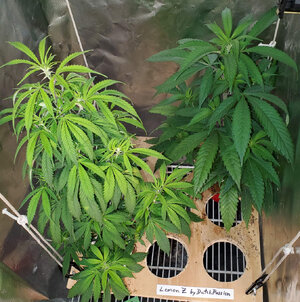LemonZ_clones_outdoor.jpg
