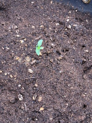 IMG_8329.jpeg